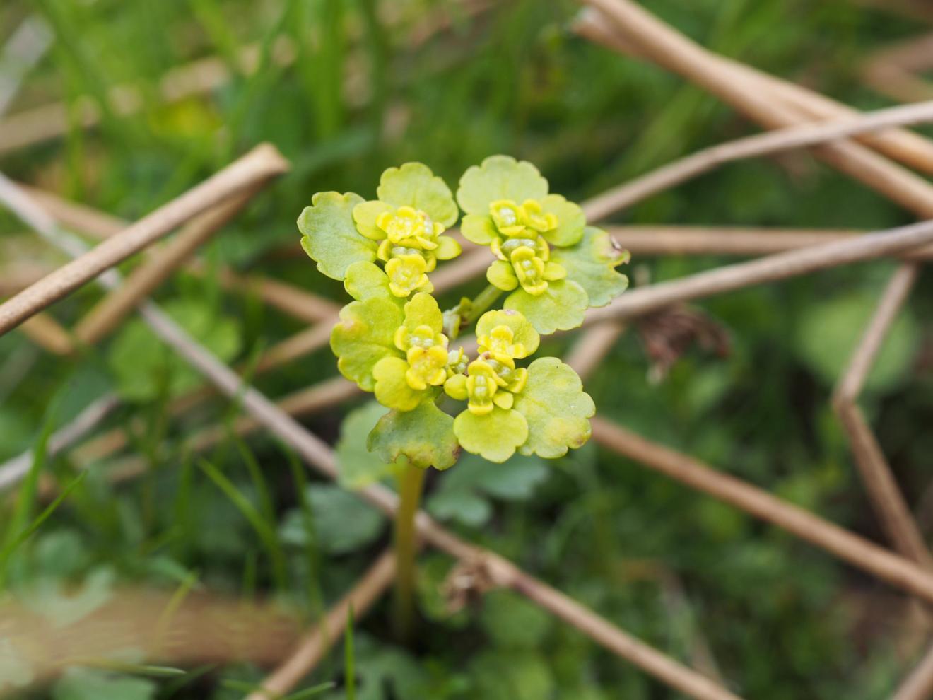 Saxifrage, Alternate-leaved Golden